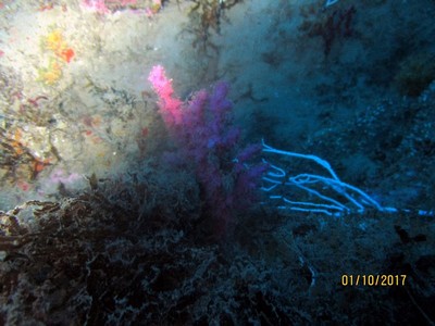 corail