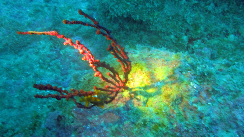 corail