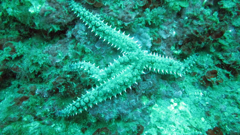 étoile glaciaire