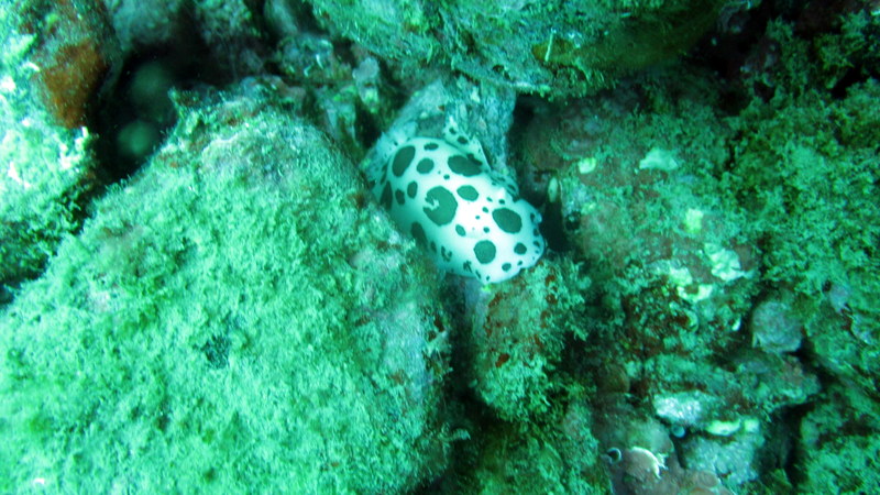 Doris dalmatienne